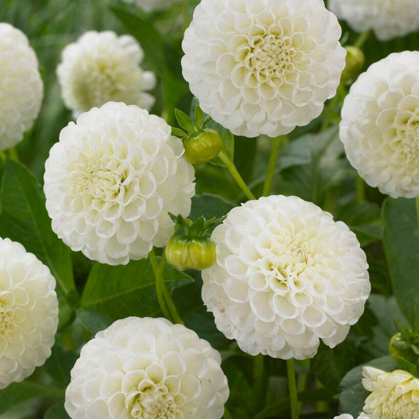 Dahlia Pompon Snow flake 1-pack NYHET - (Ersätter White Aster)